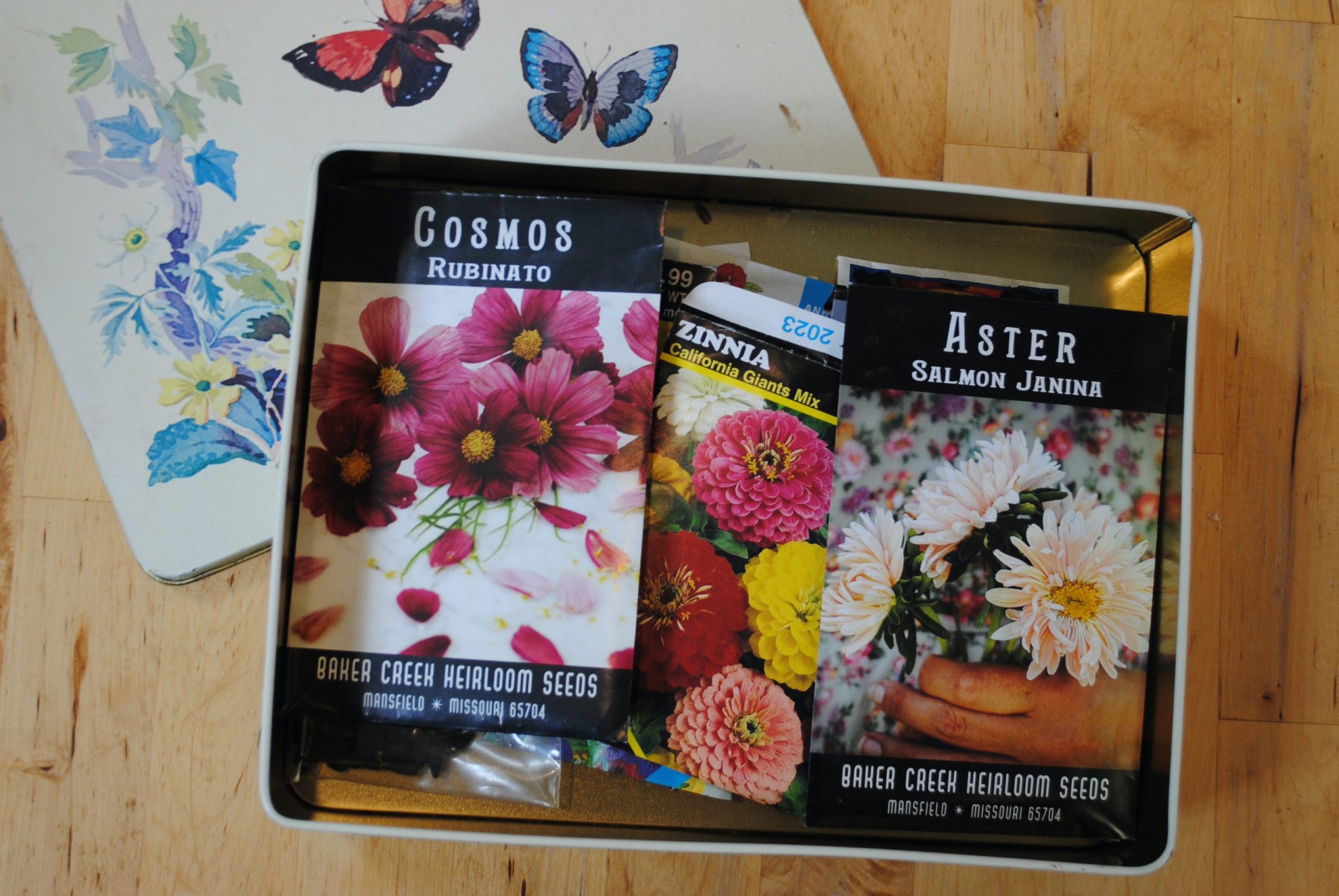 Cosmos, zinnia and aster seeds in a tin